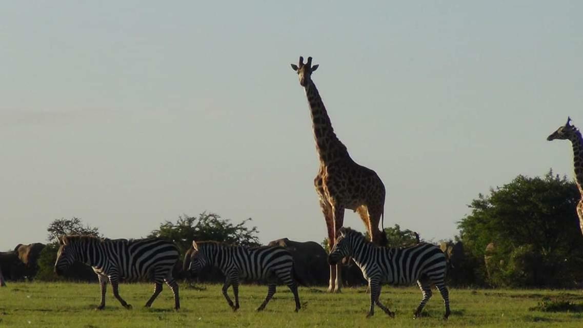 Narasha Homestay - Maasai Mara Talek Exterior foto